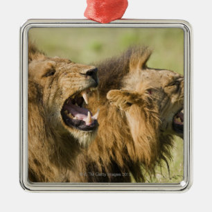 Male lions roaring, Greater Kruger National Metal Ornament
