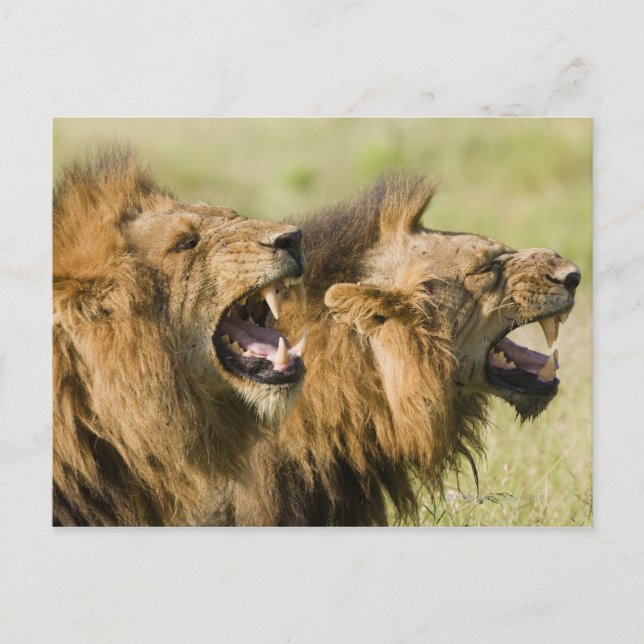 Male lions roaring, Greater Kruger National Postcard (Front)