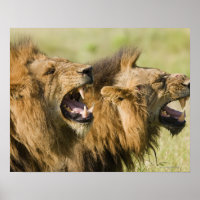 Male lions roaring, Greater Kruger National