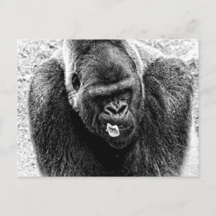 Male Lowland Silverback Gorilla, Black and White Postcard