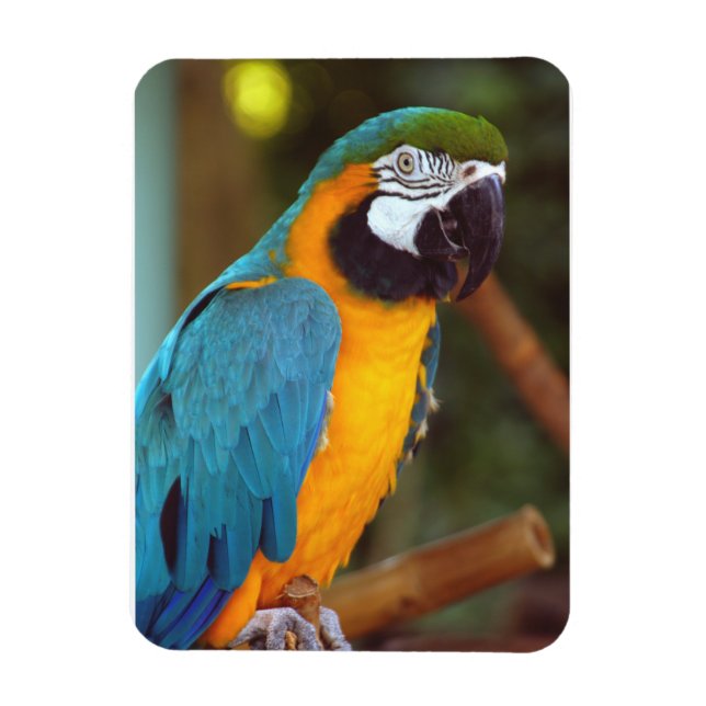 Male Macaw Magnet (Vertical)