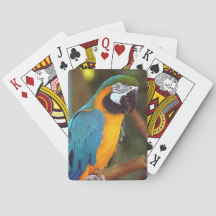 Male Macaw Playing Cards