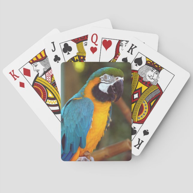 Male Macaw Playing Cards (Back)