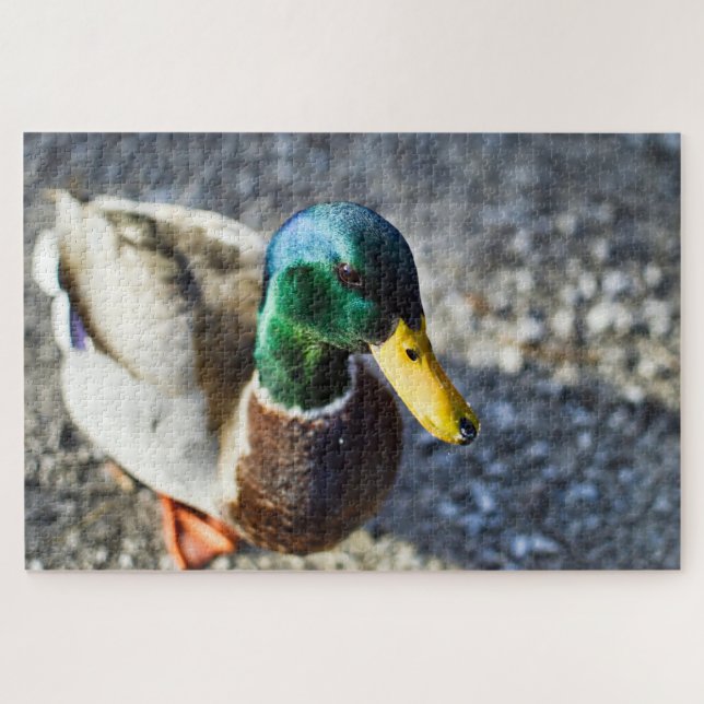 Male mallard duck close up portrait jigsaw puzzle (Horizontal)