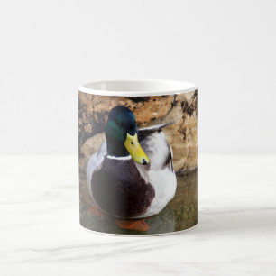 Male Mallard Duck Coffee Mug