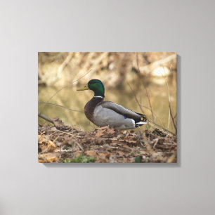 Male Mallard Duck Full Colour Photo Canvas Print