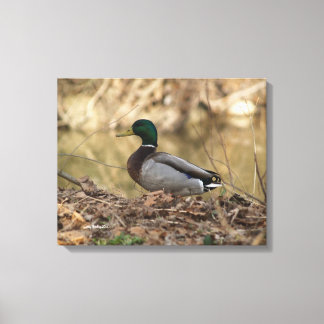 Male Mallard Duck Full Colour Photo Canvas Print