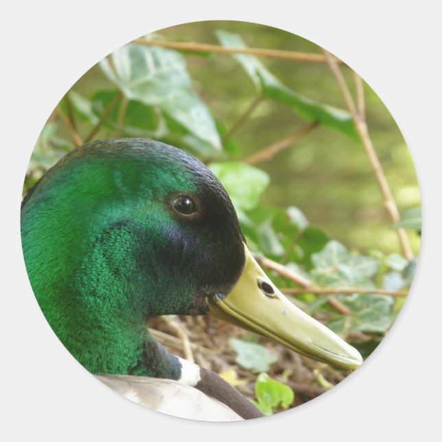 Male Mallard Duck Head Sticker (Front)