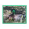 Male Mallard Duck Postcard