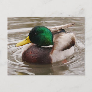 Male Mallard Duck Postcard