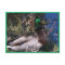 Male Mallard Duck Postcard #2