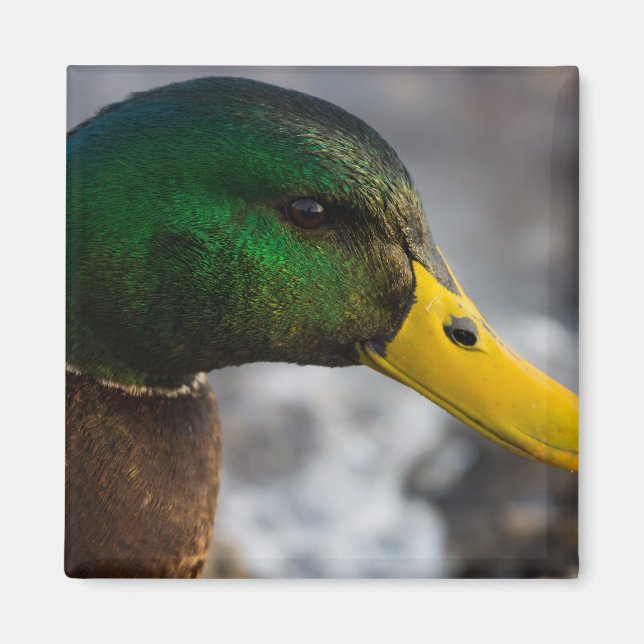 Male Mallard Portrait Magnet (Front)