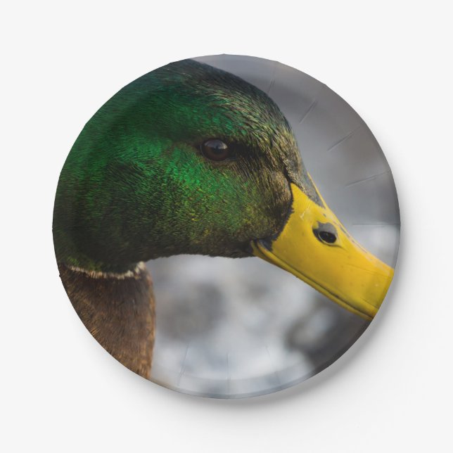 Male Mallard Portrait Paper Plate (Front)