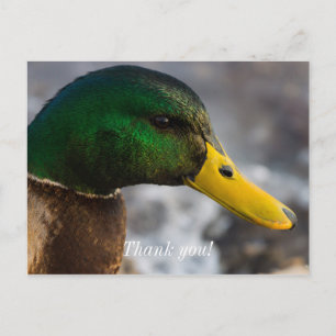 Male Mallard Portrait Postcard