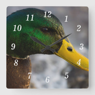Male Mallard Portrait Wall Clock