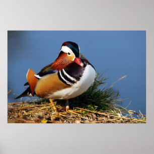 Male mandarin duck on the bank of pond poster