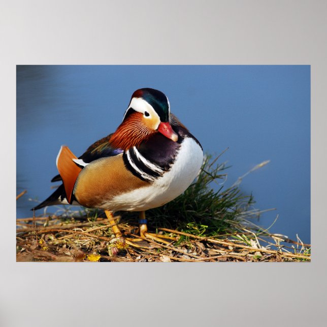 Male mandarin duck on the bank of pond poster (Front)