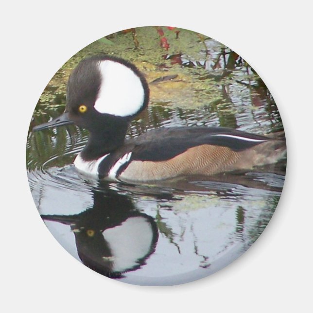 Male Merganser Duck Magnet (Front)