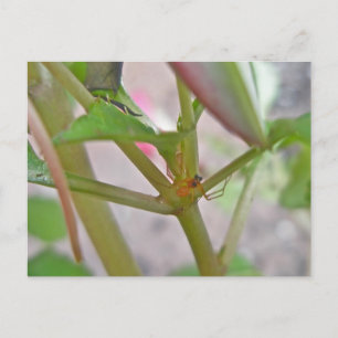 Male Microphantid Spider on Impatiens Postcard