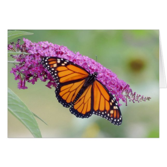 Male Monarch on Butterfly Bush (Front Horizontal)