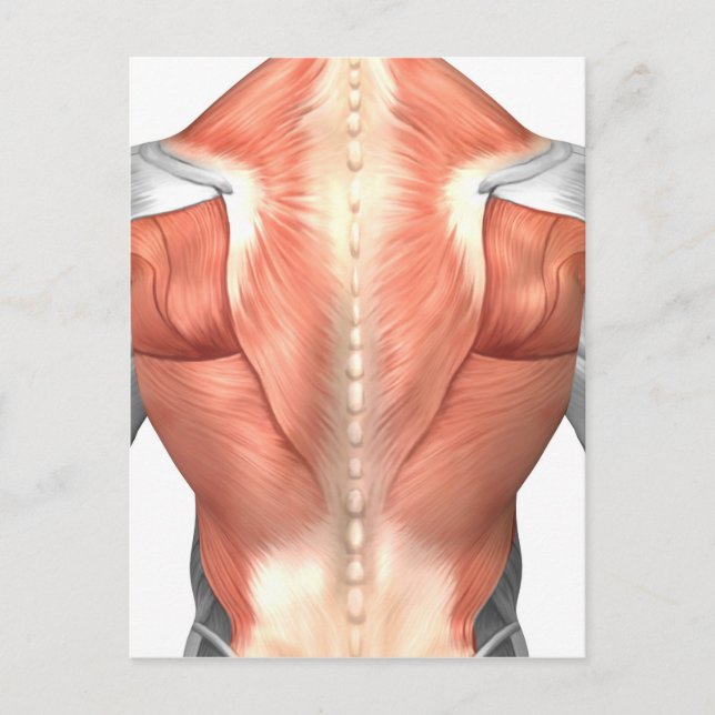 Male Muscle Anatomy Of The Human Back 1 Postcard (Front)