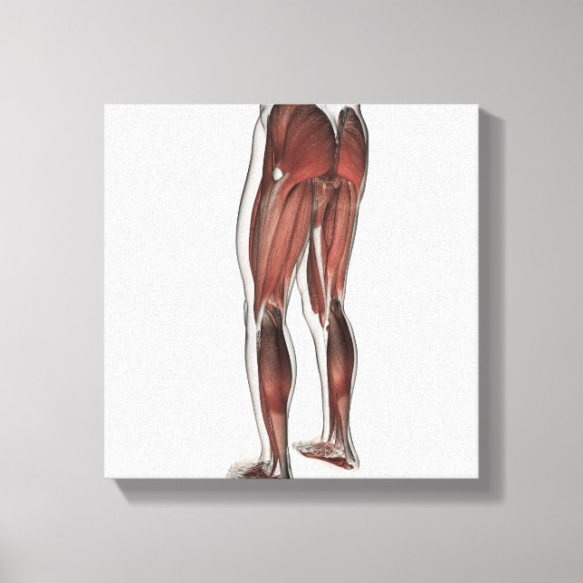 Male Muscle Anatomy Of The Human Legs 1 Canvas Print (Front)