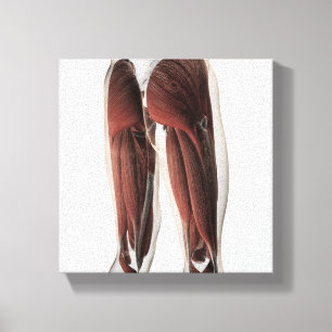 Male Muscle Anatomy Of The Human Legs 2 Canvas Print