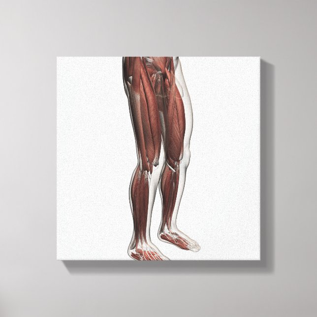 Male Muscle Anatomy Of The Human Legs, Anterior 1 Canvas Print (Front)