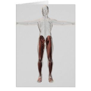 Male Muscle Anatomy Of The Human Legs, Anterior 2