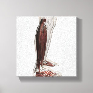 Male Muscle Anatomy Of The Human Legs, Anterior 3 Canvas Print