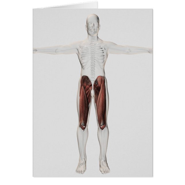 Male Muscle Anatomy Of The Human Legs, Anterior 4 (Front)