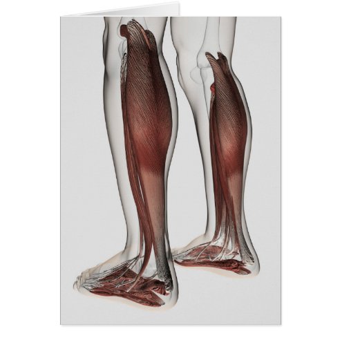 Anterior Gifts on Zazzle CA