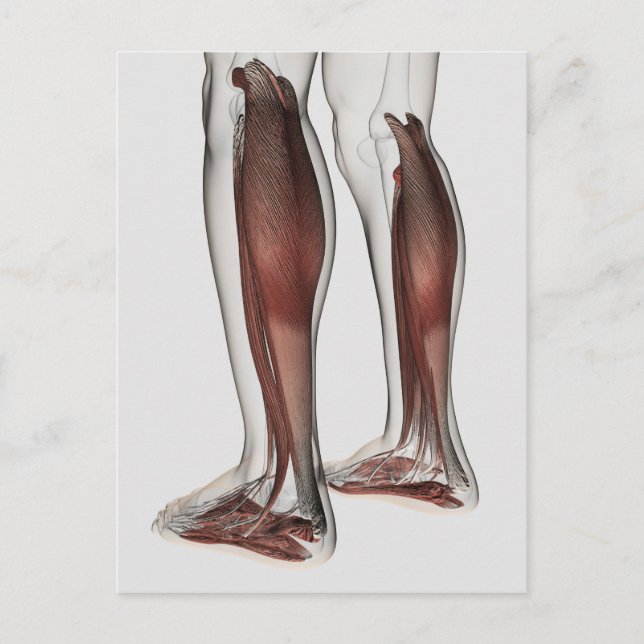 Male Muscle Anatomy Of The Human Legs, Anterior 5 Postcard (Front)