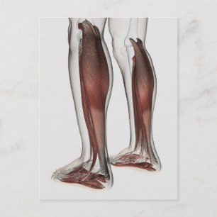 Male Muscle Anatomy Of The Human Legs, Anterior 5 Postcard