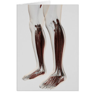 Male Muscle Anatomy Of The Human Legs, Anterior 6