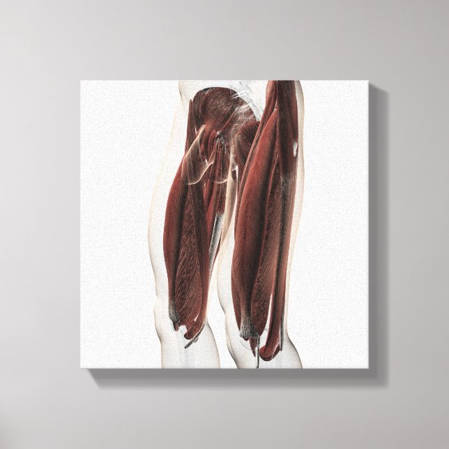 Male Muscle Anatomy Of The Human Legs, Side View Canvas Print (Front)