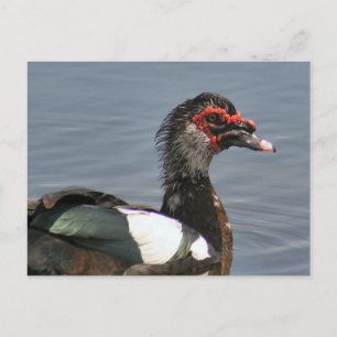 Male Muscovy Duck Photo Postcard