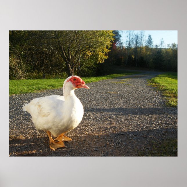 Male Muscovy Duck Poster (Front)