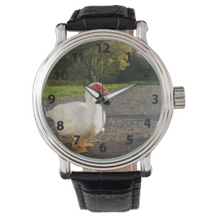 Male Muscovy Duck Watch