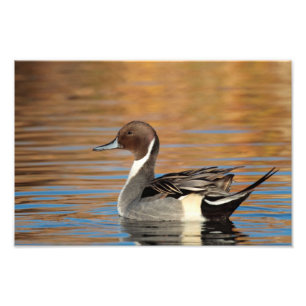 Male Northern Pintail Photo Print
