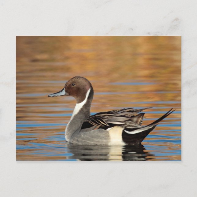 Male Northern Pintail Postcard (Front)