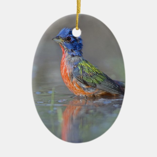 Male Painted Bunting Ceramic Ornament (Front)