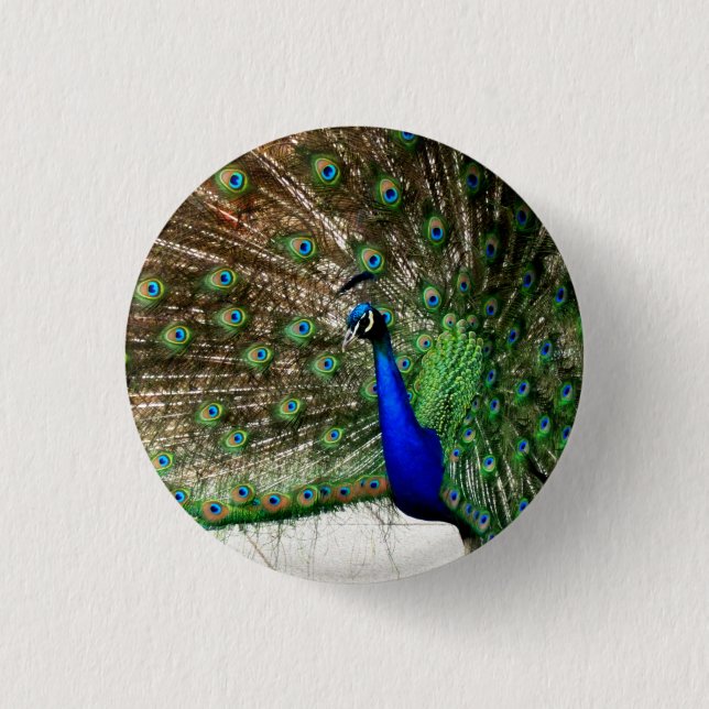 Male Peacock Feather Display 1 Inch Round Button (Front)