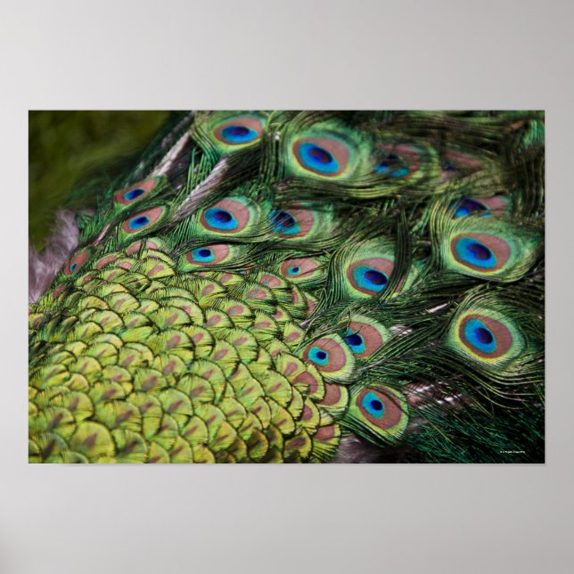 Male peacock (Pavo cristatus) displaying tail Poster (Front)