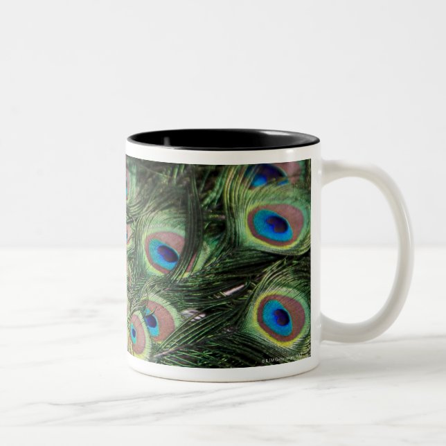 Male peacock (Pavo cristatus) displaying tail Two-Tone Coffee Mug (Right)