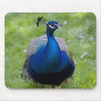 Male peacock (Pavo cristatus) Mouse Pad
