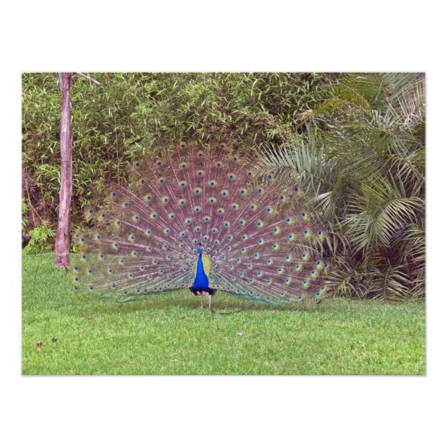 Male Peacock Photo (Front)