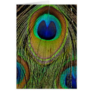 Male peacock tail feathers