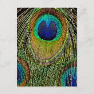 Male peacock tail feathers postcard