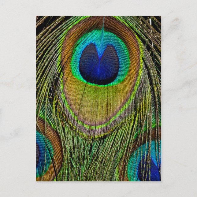 Male peacock tail feathers postcard (Front)